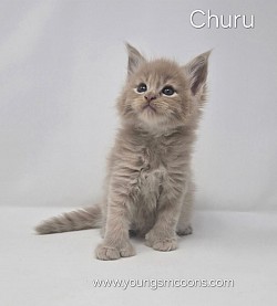 Churu Male Available