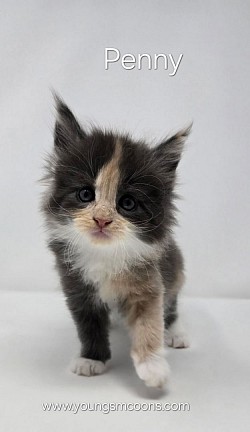 Penny Female Reserved