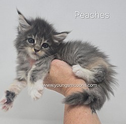Peaches Female Available