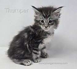 Thumper Male Not Available Yet