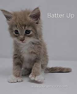 Batter Up Male Availabe