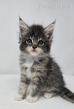 Peaches Female Available