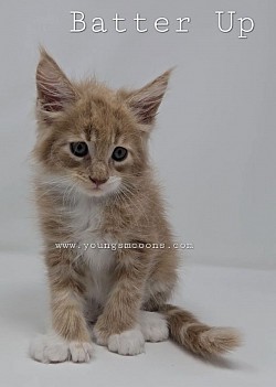 Batter Up Polydactyl Male Availabe