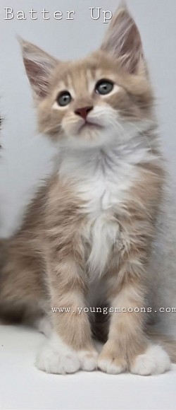 Batter Up Polydactyl Male Reserved