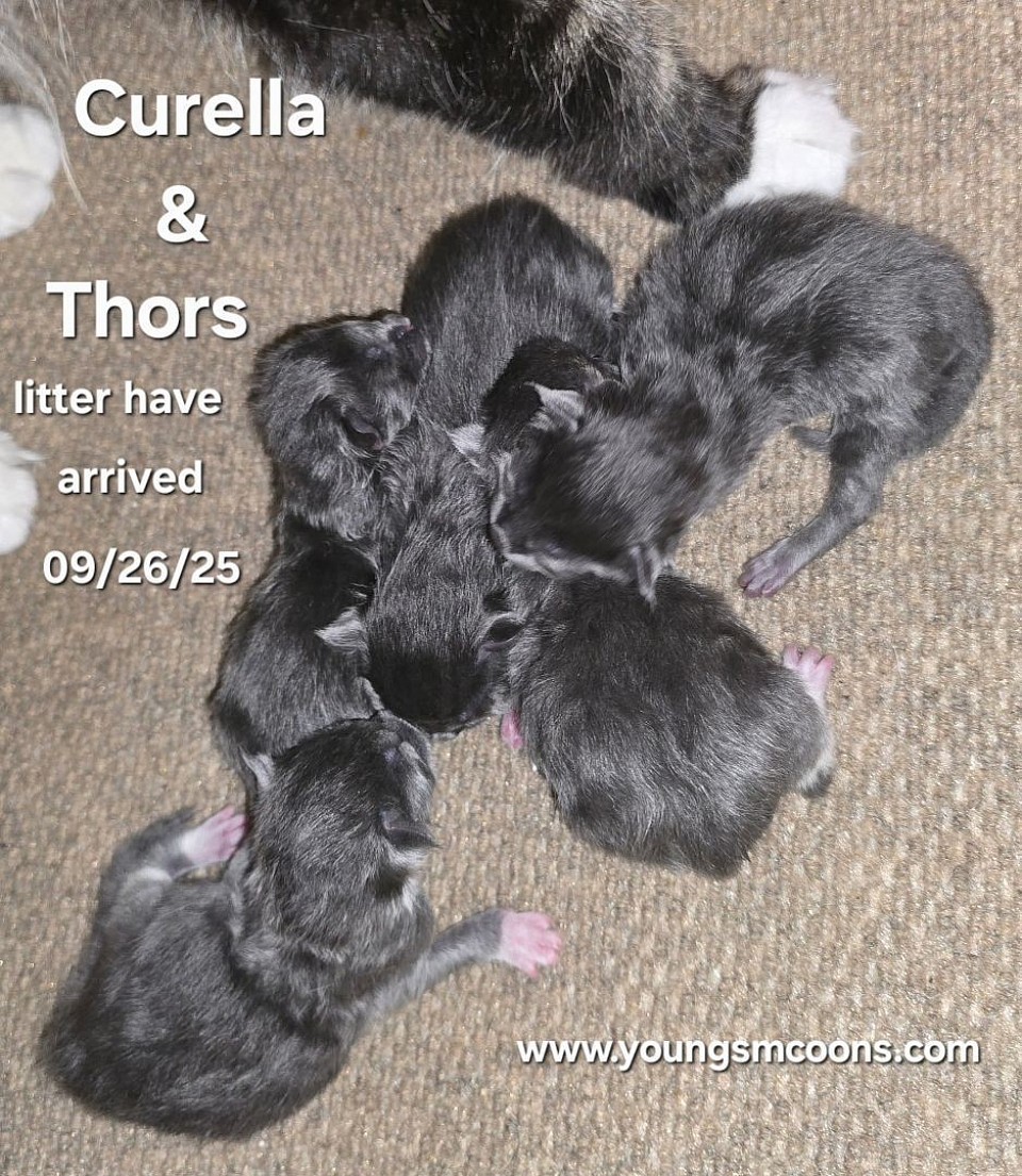 Cruella litter