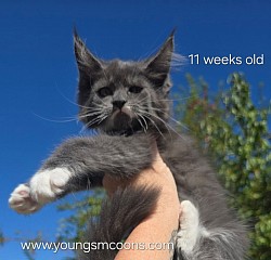 Jelly Bean Female Reserved