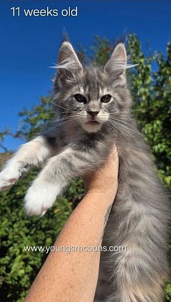 Peaches Female Reserved