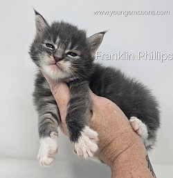 Franklin Male Reserved
