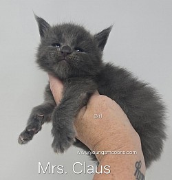 Mrs. Claus Female Available