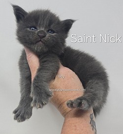 Saint Nick Male Available