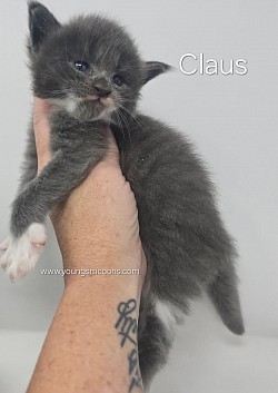 Claus Male Available