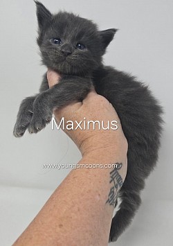 Maximus Male Reserved
