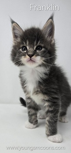 Franklin Male Reserved