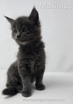 Maximus Male Reserved