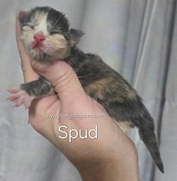 Spud Female Reserved