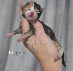 Magical Female Reserved