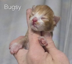 Bugsy Male Reserved