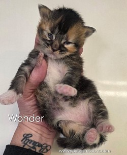 Wonder Female Reserved