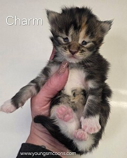 Charm Female Available