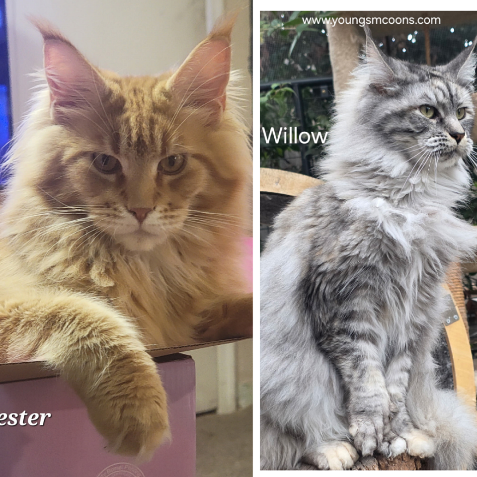 Winchester and willow