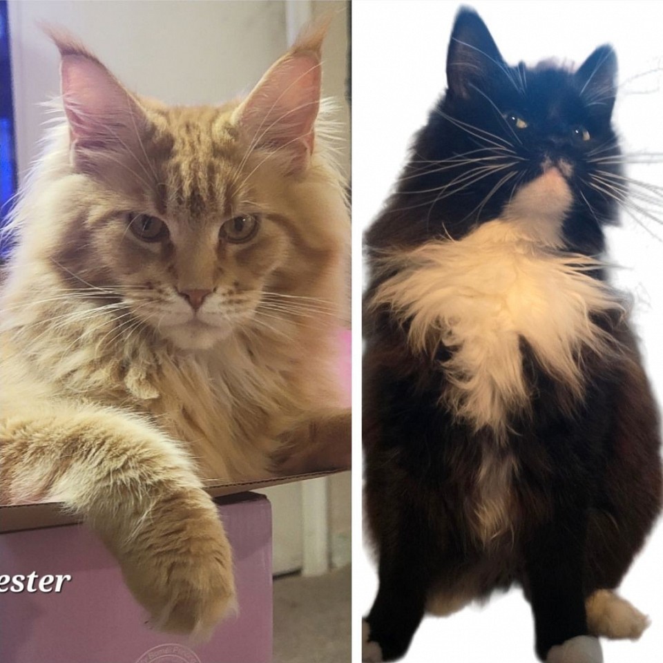 Puppy and Winchester