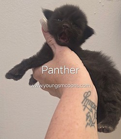 Panther Male  Polydactyl Reserved