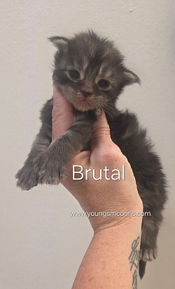 Brutal Male Polydactyl Reserved