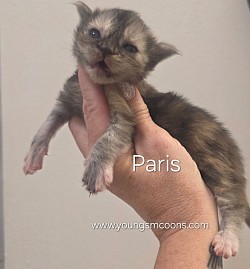 Paris Female Available