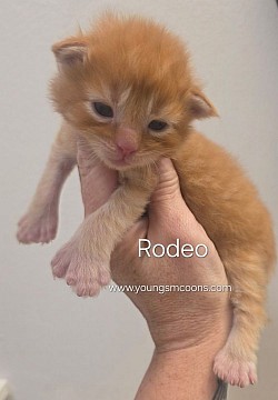 Rodeo Male Polydactyl Available