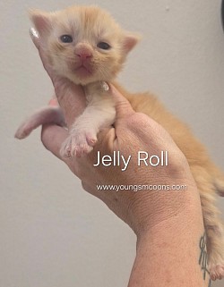 Jelly Roll Male Not Available Yet