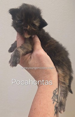 Pocahontas Female Available