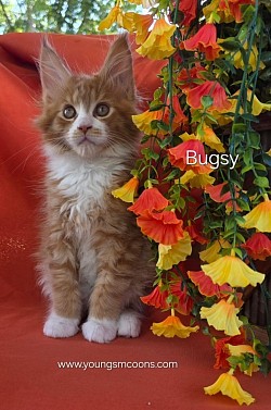 Bugsy Male Not Available Yet