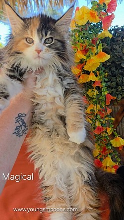 Magical Female Reserved