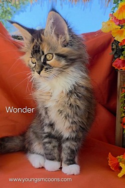 Wonder Female Reserved