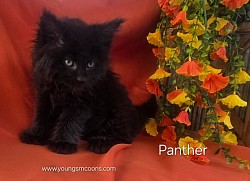 Panther Male  Polydactyl Reserved