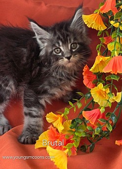 Brutal Male Polydactyl Reserved