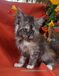Paris Female Not Available Yet