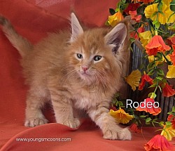 Rodeo Female Polydactyl Available