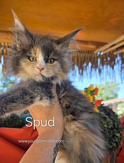 Spud Female Reserved