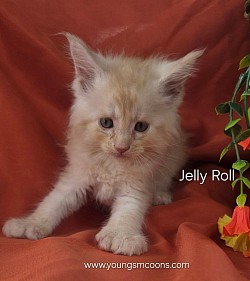 Jelly Roll Male Polydactyl Available