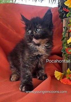 Pocahontas Female Available