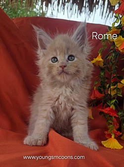 Rome Female Polydactyl Available
