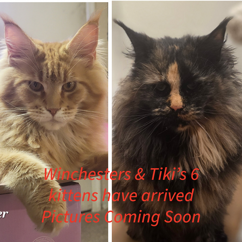 Tiki and Winchester