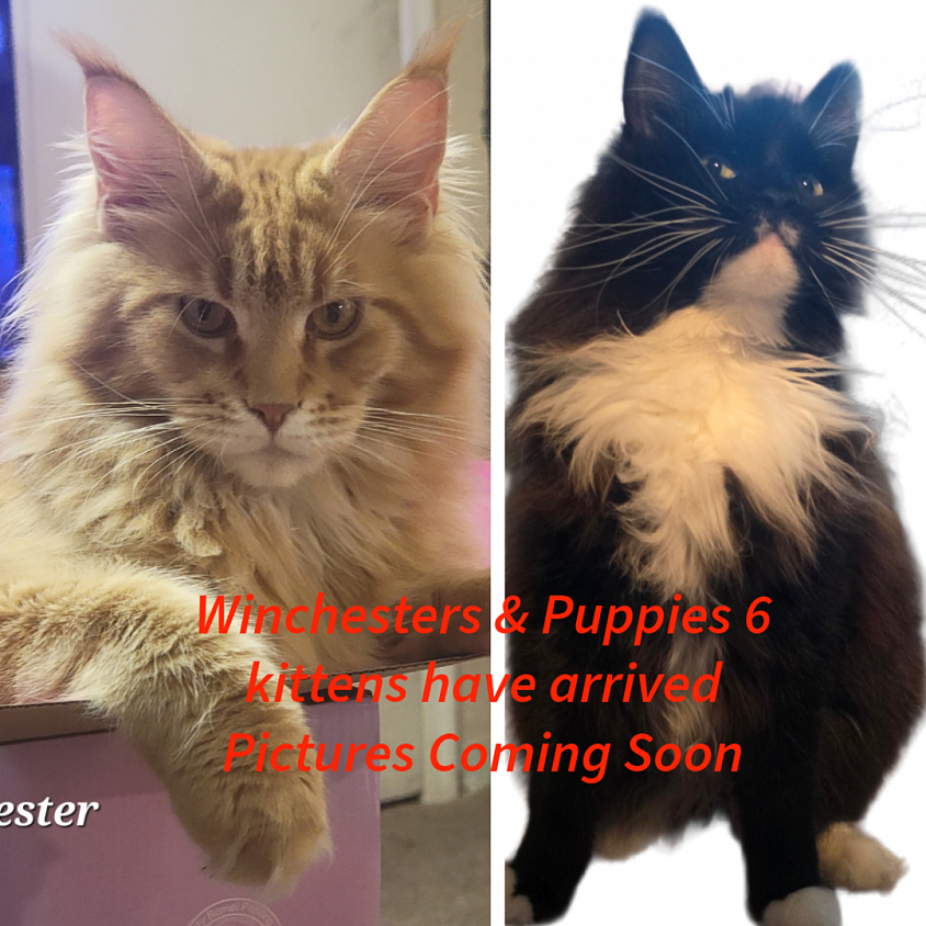 Puppy and Winchester