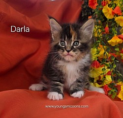 Darla Female Available
