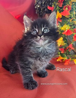 Rascal Male Available