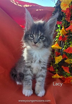 Lacy Female Available