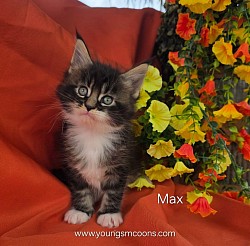 Max Male Reserved