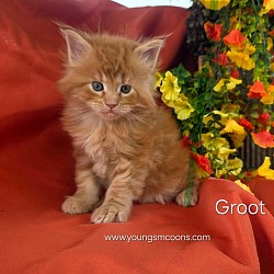 Groot Male Reserved
