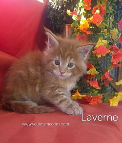 Laverne Female Available